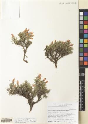 Anarthrophyllum desideratum [Espécimen: ]
