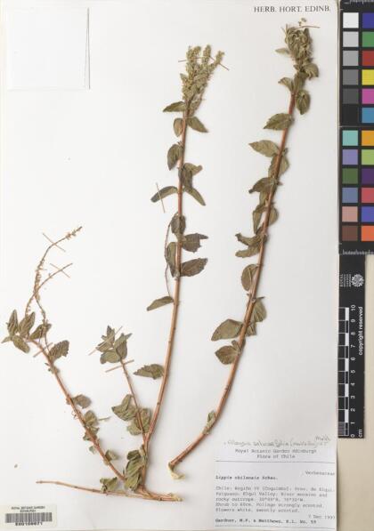 Aloysia salviifolia [Espécimen: ]