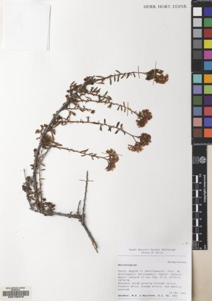 Heliotropium philippianum [Espécimen: ]