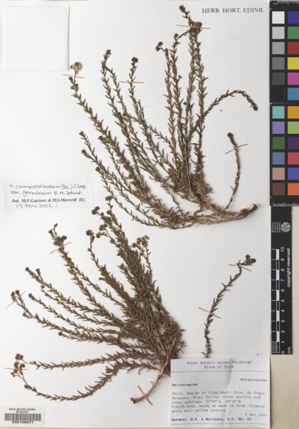 Heliotropium chenopodiaceum [Espécimen: ]