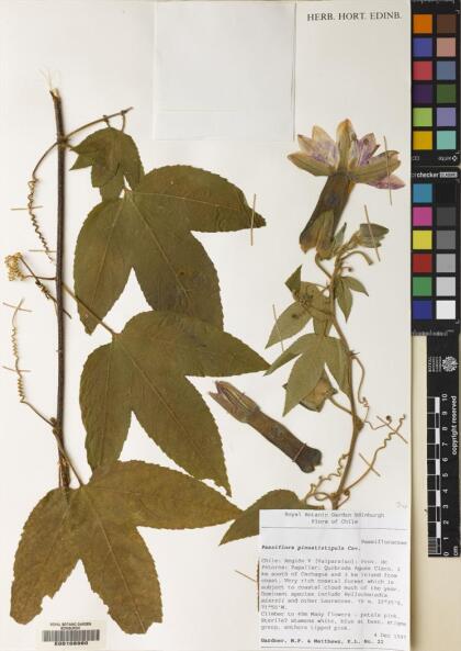 Passiflora pinnatistipula [Espécimen: ]