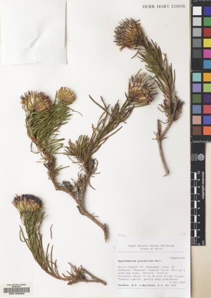Gypothamnium pinifolium [Espécimen: ]