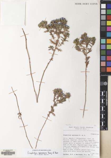 Triptilion spinosum [Espécimen: ]