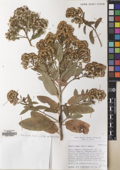 Acrisione denticulata [Espécimen: ]