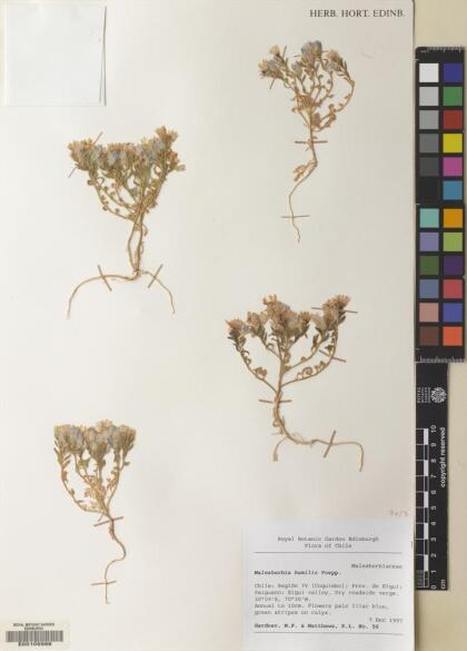 Malesherbia humilis var. humilis [Espécimen: ]