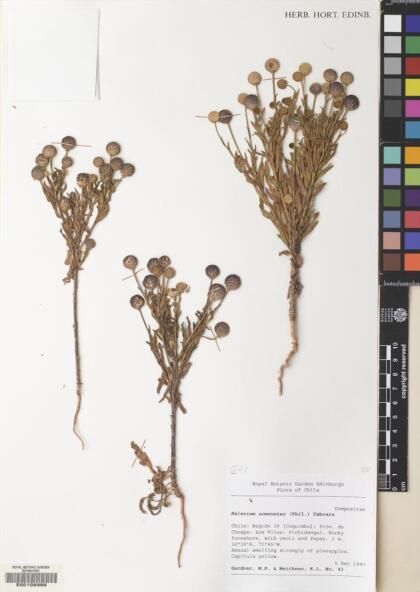 Helenium aromaticum [Espécimen: ]