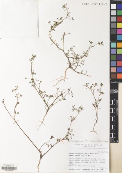 Cyclospermum laciniatum [Espécimen: ]