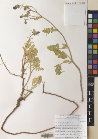 Cristaria glaucophylla [Espécimen: ]