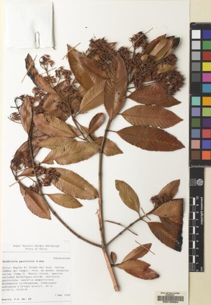 Caldcluvia paniculata [Espécimen: ]