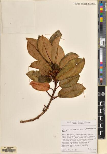 Hydrangea serratifolia [Espécimen: ]