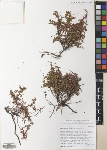 Gaultheria antarctica [Espécimen: ]