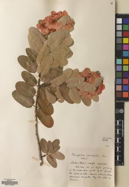 Eucryphia cordifolia [Espécimen: ]