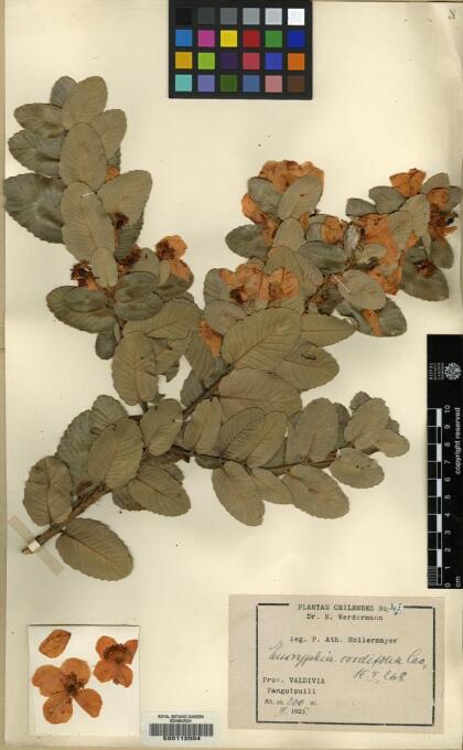 Eucryphia cordifolia [Espécimen: ]