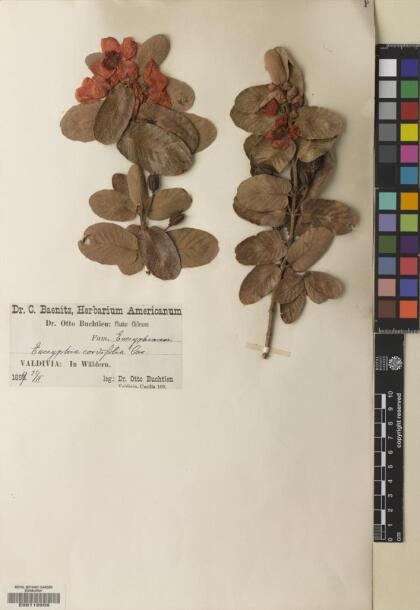 Eucryphia cordifolia [Espécimen: ]
