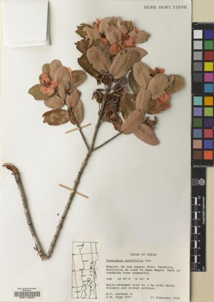 Eucryphia cordifolia [Espécimen: ]