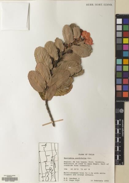 Eucryphia cordifolia [Espécimen: ]