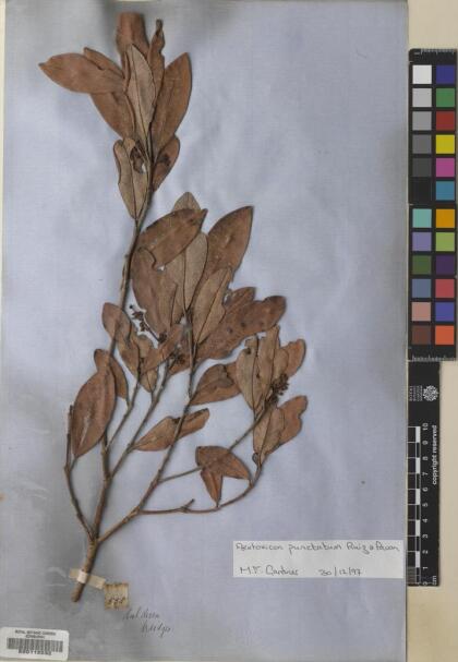 Aextoxicon punctatum [Espécimen: ]