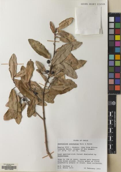 Aextoxicon punctatum [Espécimen: ]