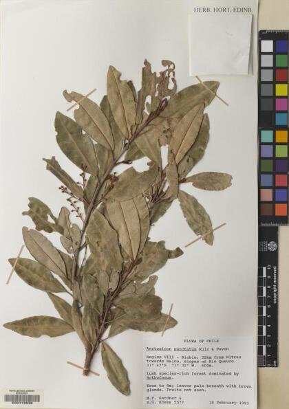 Aextoxicon punctatum [Espécimen: ]