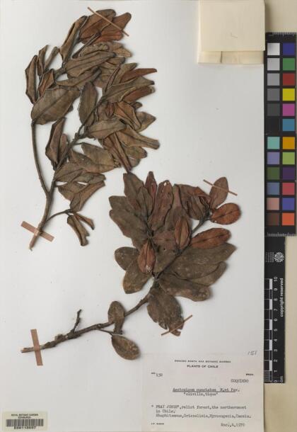 Aextoxicon punctatum [Espécimen: ]