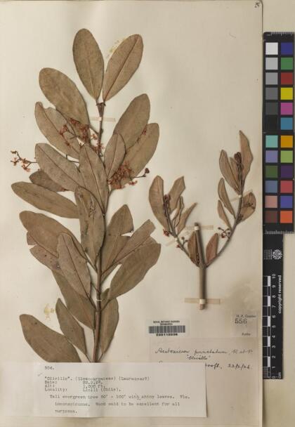 Aextoxicon punctatum [Espécimen: ]