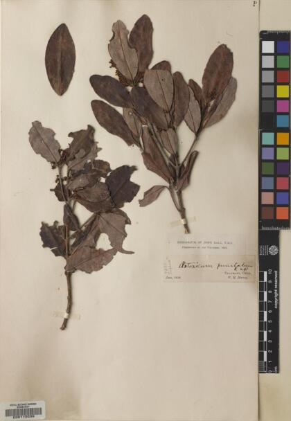 Aextoxicon punctatum [Espécimen: ]