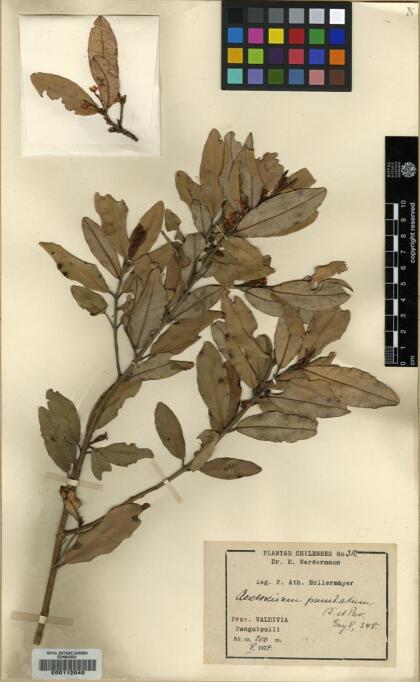 Aextoxicon punctatum [Espécimen: ]