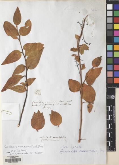 Griselinia racemosa [Espécimen: ]