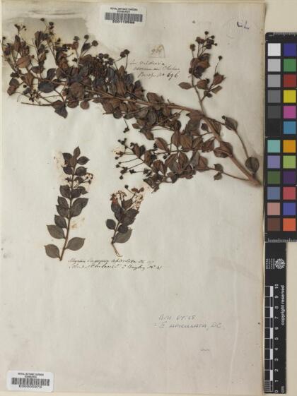 Luma apiculata [Espécimen: ]