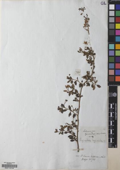 Lycianthes lycioides [Espécimen: ]