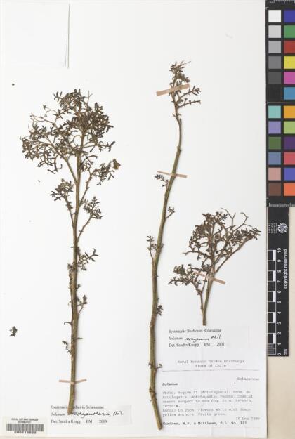 Solanum brachyantherum [Espécimen: ]