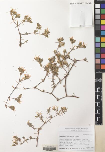 Frankenia chilensis [Espécimen: ]