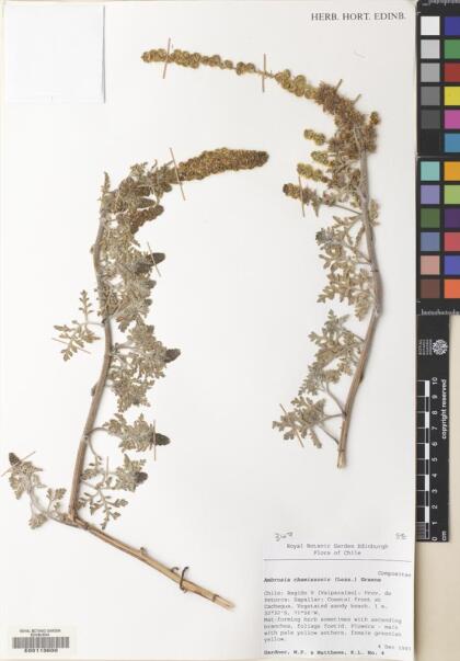 Ambrosia chamissonis [Espécimen: ]