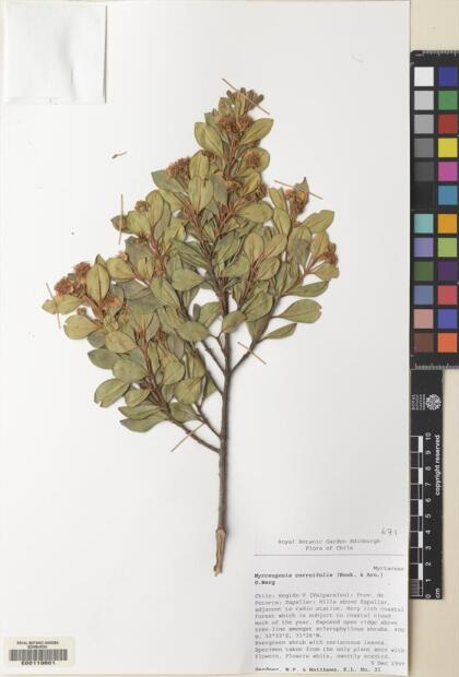 Myrceugenia correifolia [Espécimen: ]