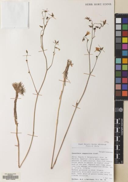 Conanthera campanulata [Espécimen: ]
