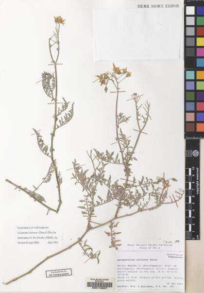 Solanum chilense [Espécimen: ]