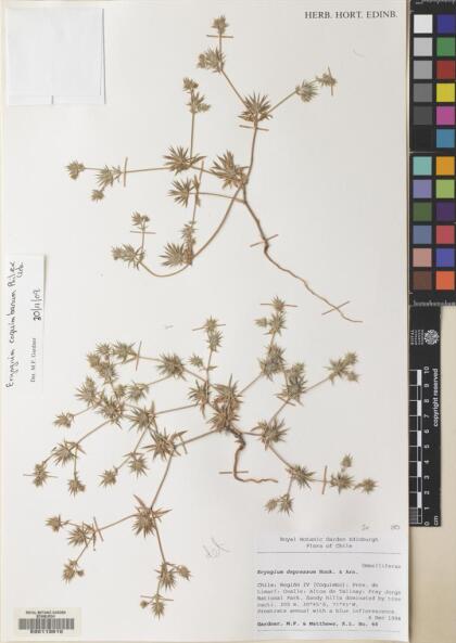 Eryngium coquimbanum [Espécimen: ]