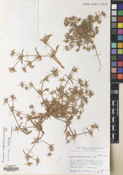 Eryngium depressum [Espécimen: ]