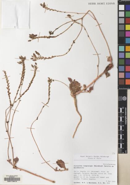 Cistanthe longiscapa [Espécimen: ]
