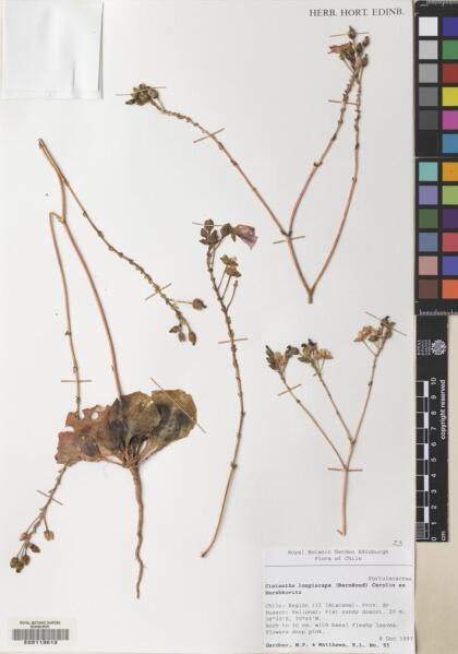 Cistanthe longiscapa [Espécimen: ]
