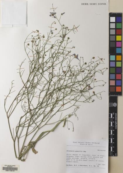 Cristaria gracilis [Espécimen: ]