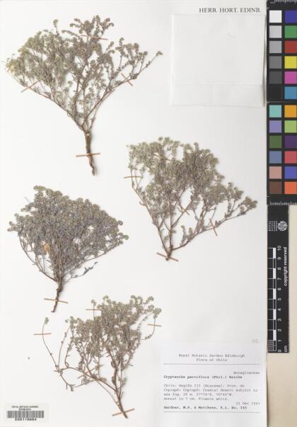 Johnstonella parviflora [Espécimen: ]