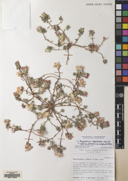 Chaetanthera frayjorgensis [Espécimen: ]