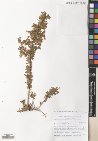 Lycium tenuispinosum var. calycinum [Espécimen: ]