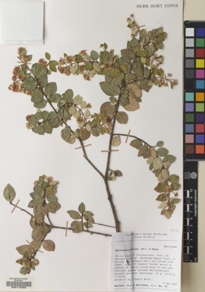 Myrceugenia obtusa [Espécimen: ]