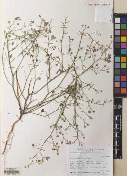 Cristaria gracilis [Espécimen: ]