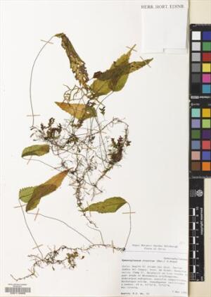 Hymenoglossum cruentum [Espécimen: ]