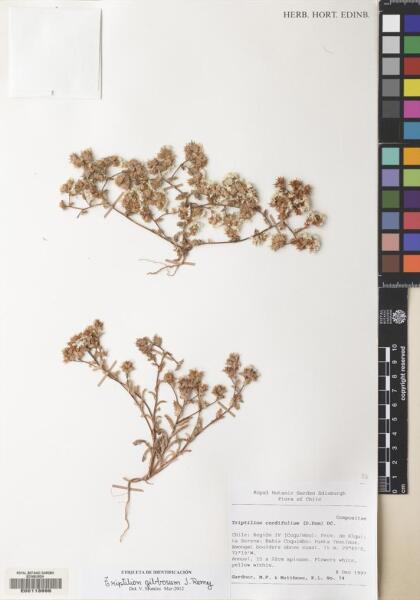 Triptilion gibbosum [Espécimen: ]