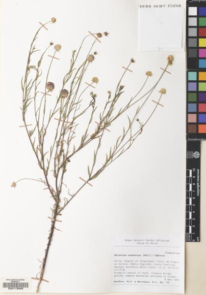 Helenium urmenetae [Espécimen: ]