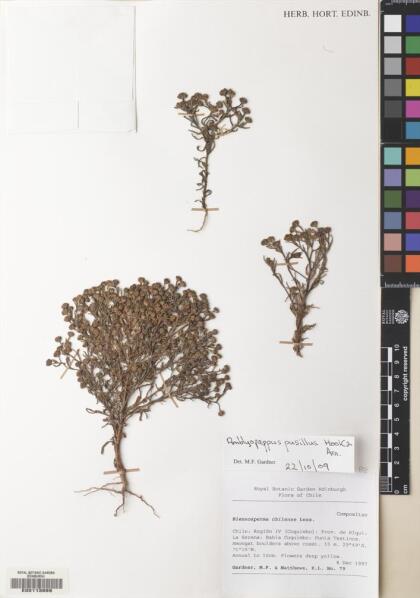 Amblyopappus pusillus [Espécimen: ]